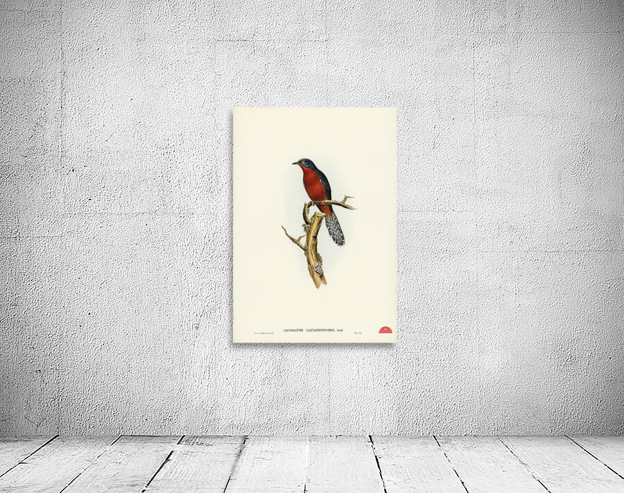 Chestnut-breasted Cuckoo Cacomantis castaneiventris illustrated by Elizabeth Gould 1804–1841 for John Gould’s 1804-1881 Birds of Australia  Wall Preview