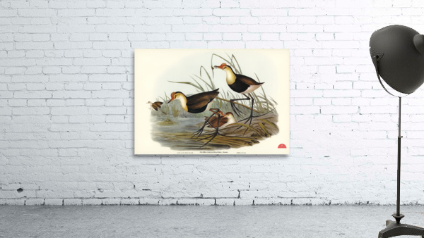 Gallinaceous Parra Parra gallinacea illustrated by Elizabeth Gould 1804–1841 for John Gould’s 1804-1881 Birds of Australia  Wall Preview