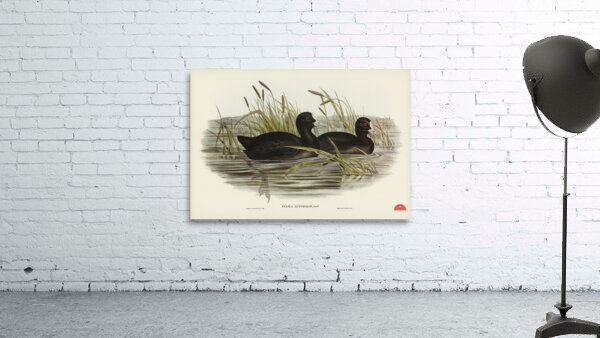 Australian Coot Fulica Australis illustrated by Elizabeth Gould 1804–1841 for John Gould’s 1804-1881 Birds of Australia  Wall Preview
