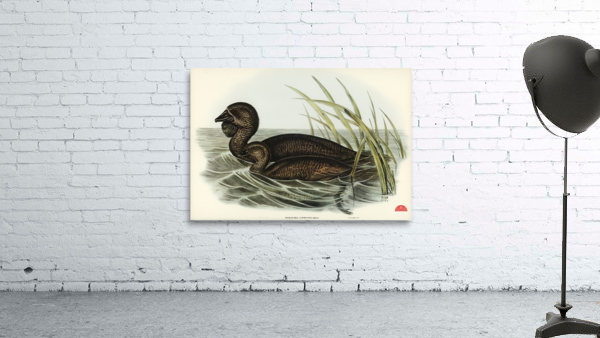 Musk Duck Biziura lobata illustrated by Elizabeth Gould 1804–1841 for John Gould’s 1804-1881 Birds of Australia  Wall Preview