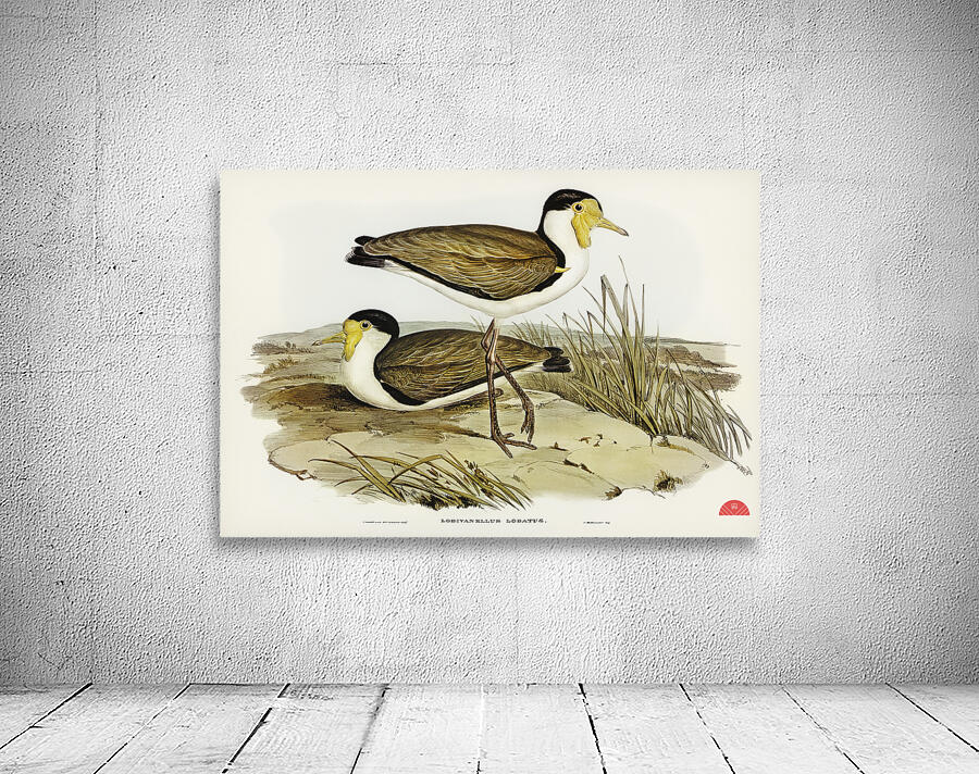 Wattle Pewit Lobivanellus lobatus illustrated by illustrated by Elizabeth Gould 1804–1841 for John Gould’s 1804-1881 Birds of Australia  Wall Preview