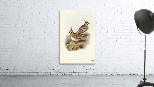 White-bellied Bronzewing Lophophaps leucogaster illustrated by Elizabeth Gould 1804–1841 for John Gould’s 1804-1881 Birds of Australia  Wall Preview