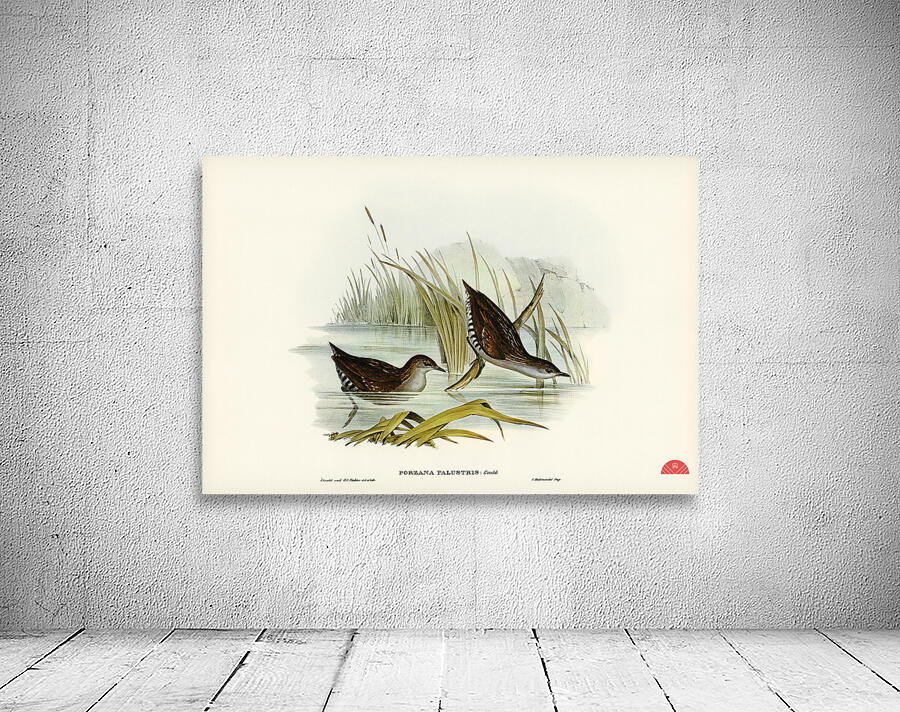 Water Crake Porzana palustris illustrated by Elizabeth Gould 1804–1841 for John Gould’s 1804-1881 Birds of Australia  Wall Preview