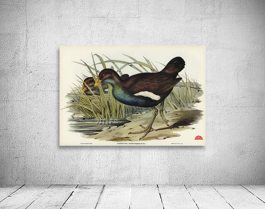 Australian Wild Duck Anus superciliosa illustrated by Elizabeth Gould 1804–1841 for John Gould’s 1804-1881 Birds of Australia  Wall Preview