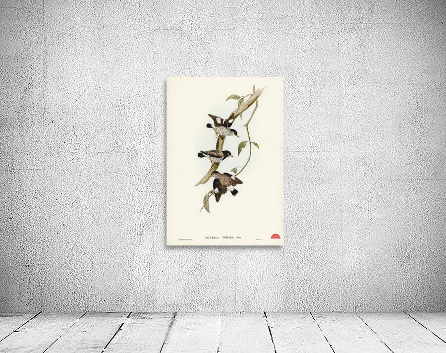 Striated Sittella Sittella striata illustrated by Elizabeth Gould 1804–1841 for John Gould’s 1804-1881 Birds of Australia  Wall Preview