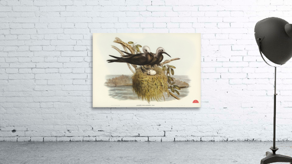 Lesser Noddy Anous melanops illustrated by Elizabeth Gould 1804–1841 for John Gould’s 1804-1881 Birds of Australia  Wall Preview