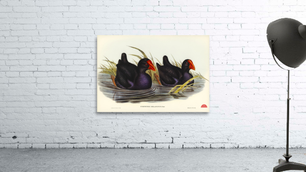 Variegated Shoveller Spatula Variegata illustrated by Elizabeth Gould 1804–1841 for John Gould’s 1804-1881 Birds of Australia  Wall Preview