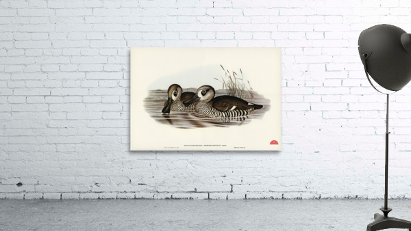 Membranaceous Duck Malacorhynchus membranaceus illustrated by Elizabeth Gould 1804–1841 for John Gould’s 1804-1881 Birds of Australia  Wall Preview