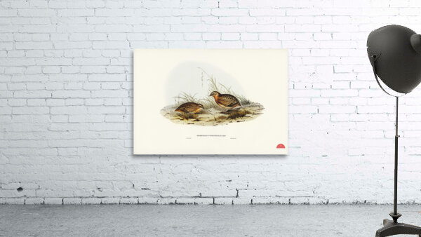 Chestnut-bellied Rail Eulabeornis castaneoventris illustrated by Elizabeth Gould 1804–1841 for John Gould’s 1804-1881 Birds of Australia  Wall Preview