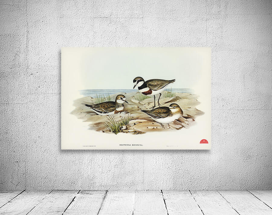 Double-banded Dottrel Hiaticula bicincta illustrated by Elizabeth Gould 1804–1841 for John Gould’s 1804-1881 Birds of Australia  Wall Preview