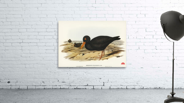 Sooty Oyster-Catcher Haematopus fuliginosus illustrated by Elizabeth Gould 1804–1841 for John Gould’s 1804-1881 Birds of Australia  Wall Preview
