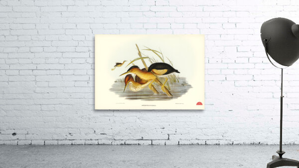 Minute Bittern Ardetta pusilla illustrated by Elizabeth Gould 1804–1841 for John Gould’s 1804-1881 Birds of Australia  Wall Preview