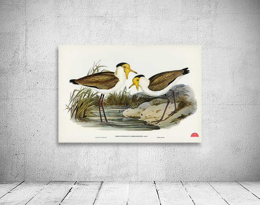 Masked Pewit Lobivanellus personatus illustrated by Elizabeth Gould 1804–1841 for John Gould’s 1804-1881 Birds of Australia  Wall Preview