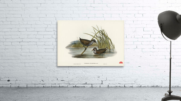 Spotted Water Crake Porzana fluminea illustrated by Elizabeth Gould 1804–1841 for John Gould’s 1804-1881 Birds of Australia  Wall Preview