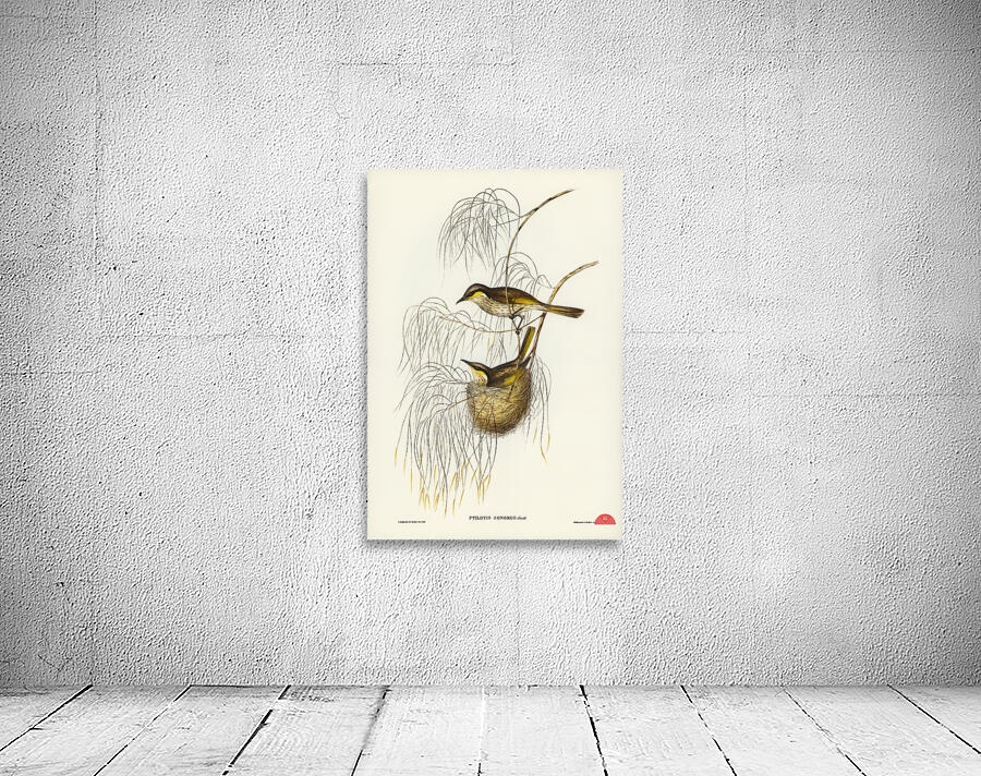 Singing Honey-eater Ptilotis sonorus illustrated by Elizabeth Gould 1804–1841 for John Gould’s 1804-1881 Birds of Australia  Wall Preview