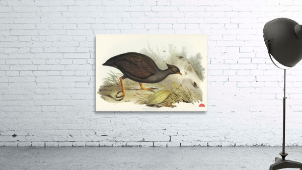 Mound-raising Megapode Megapodius Tumulus illustrated by Elizabeth Gould 1804–1841 for John Gould’s 1804-1881 Birds of Australia  Wall Preview