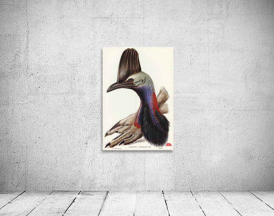 Australian Cassowary Casuarius australisillustrated by Elizabeth Gould 1804–1841 for John Gould’s 1804-1881 Birds of Australia  Wall Preview