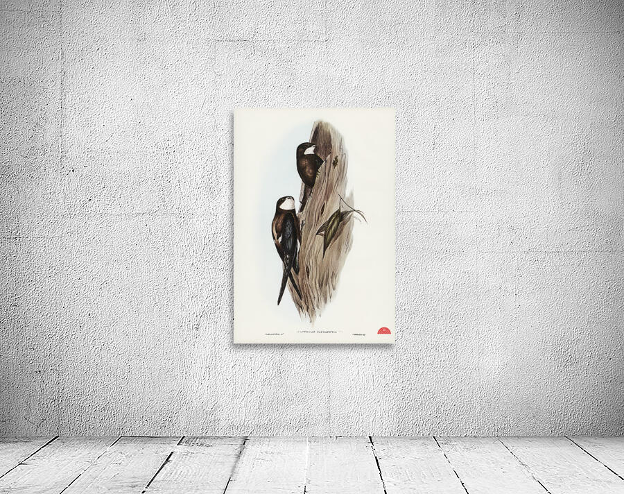 Australian Spine-tailed Swallow Acanthylis caudacuta illustrated by Elizabeth Gould 1804–1841 for John Gould’s 1804-1881 Birds of Australia  Wall Preview