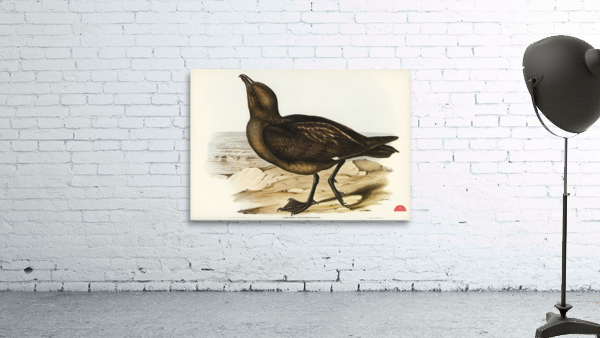 Skua Gull Lestris Catarractes illustrated by Elizabeth Gould 1804–1841 for John Gould’s 1804-1881 Birds of Australia  Wall Preview