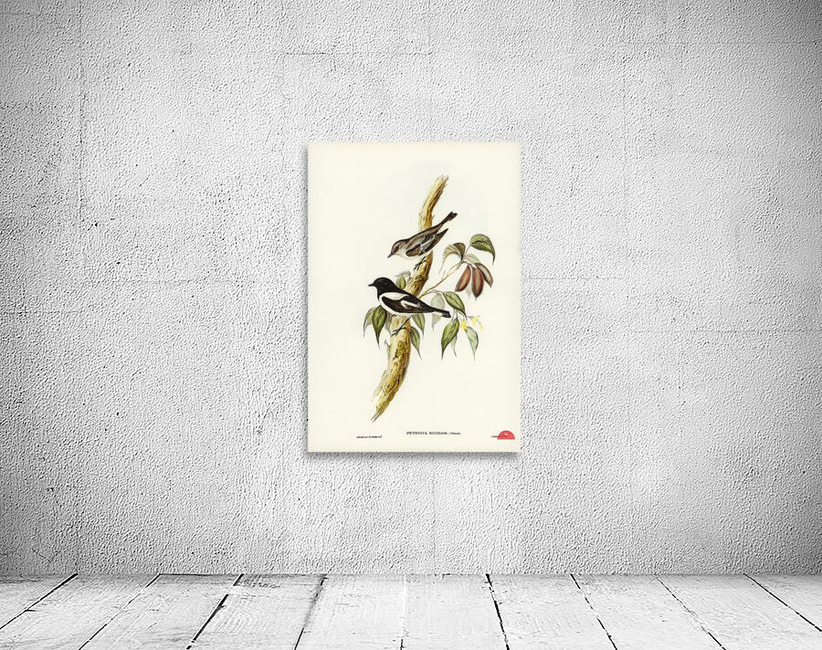 Pied Robin Petroica bicolor Swains illustrated by Elizabeth Gould 1804–1841 for John Gould’s 1804-1881 Birds of Australia  Wall Preview