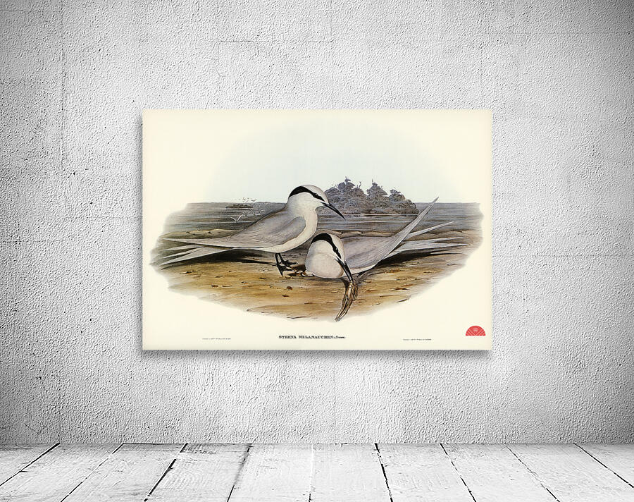 Black-naped Tern Sterna melanauchen illustrated by Elizabeth Gould 1804–1841 for John Gould’s 1804-1881 Birds of Australia  Wall Preview