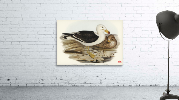 Pacific Gull Larus Pacificus illustrated by Elizabeth Gould 1804–1841 for John Gould’s 1804-1881 Birds of Australia  Wall Preview