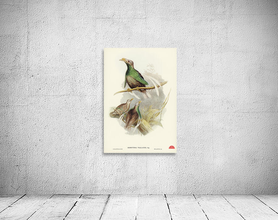 Standard-Wing Semioptera Wallacei illustrated by Elizabeth Gould 1804–1841 for John Gould’s 1804-1881 Birds of Australia  Wall Preview