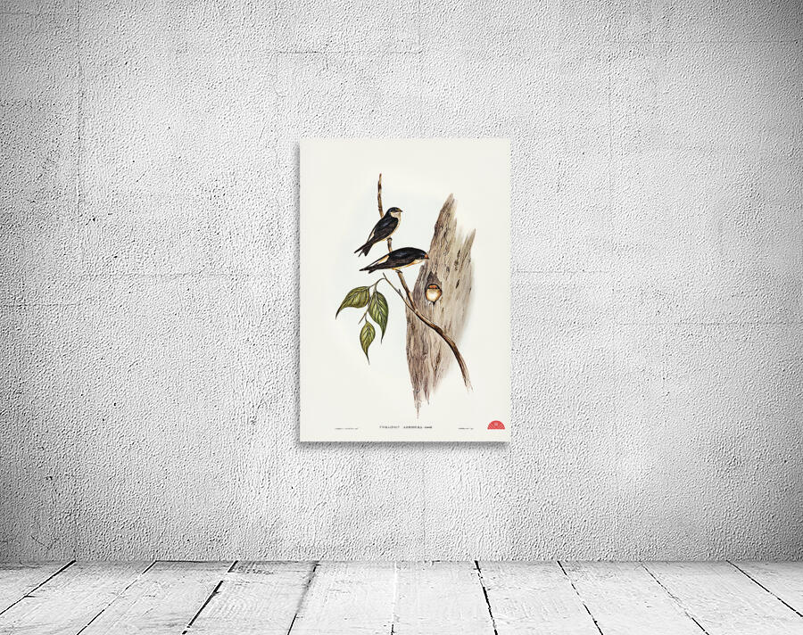 Tree Martin Collocalia arborea illustrated by Elizabeth Gould 1804–1841 for John Gould’s 1804-1881 Birds of Australia  Wall Preview