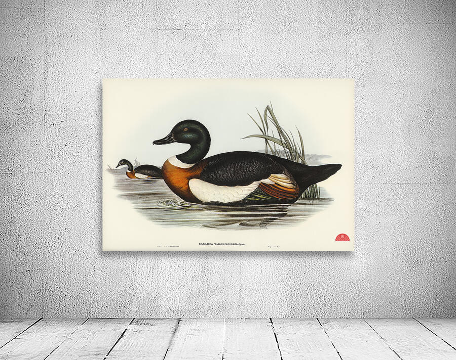 Chesnut-Coloured Shieldrake Casarca Tadornoides illustrated by Elizabeth Gould 1804–1841 for John Gould’s 1804-1881 Birds of Australia  Wall Preview