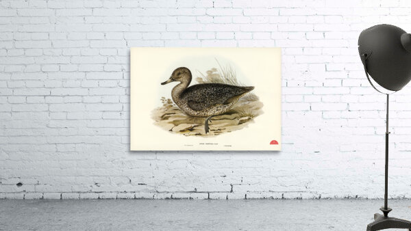 Freckled Duck Anus naevosa illustrated by Elizabeth Gould 1804–1841 for John Gould’s 1804-1881 Birds of Australia  Wall Preview