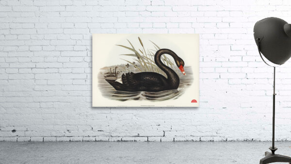 Black Swan Cygnus atratus illustrated by Elizabeth Gould 1804–1841 for John Gould’s 1804-1881 Birds of Australia  Wall Preview