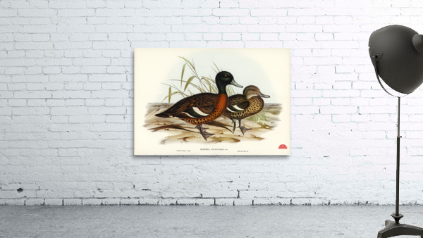 Chesnut-breasted Duck Anas punctata illustrated by Elizabeth Gould 1804–1841 for John Gould’s 1804-1881 Birds of Australia  Wall Preview