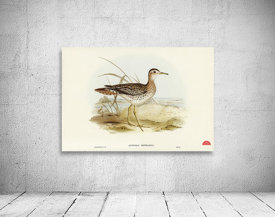 Bartrams Sandpiper Actiturus Bartramius illustrated by Elizabeth Gould 1804–1841 for John Gould’s 1804-1881 Birds of Australia  Wall Preview