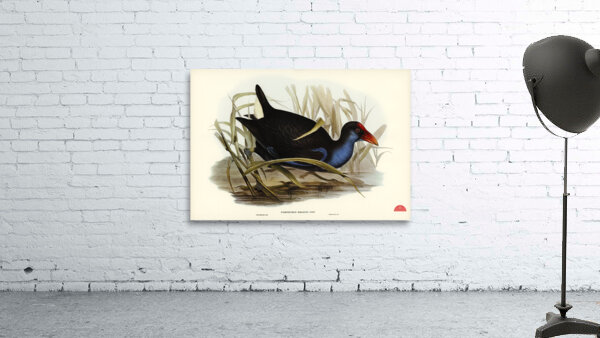 Zure-breasted Porphyrio Porphyrio bellus illustrated by Elizabeth Gould 1804–1841 for John Gould’s 1804-1881 Birds of Australia  Wall Preview