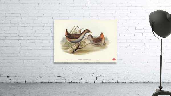 Rufous-vented Gallinule Gallinula ruficrissa illustrated by Elizabeth Gould 1804–1841 for John Gould’s 1804-1881 Birds of Australia  Wall Preview