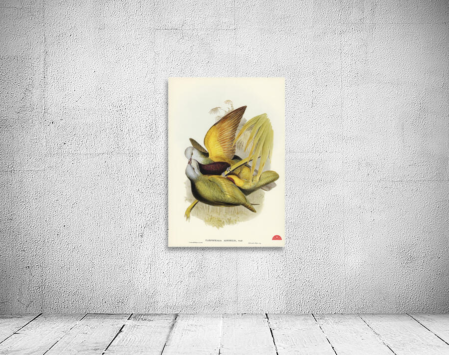 Spotless Gallinule Porzana immaculata illustrated by Elizabeth Gould 1804–1841 for John Gould’s 1804-1881 Birds of Australia  Wall Preview