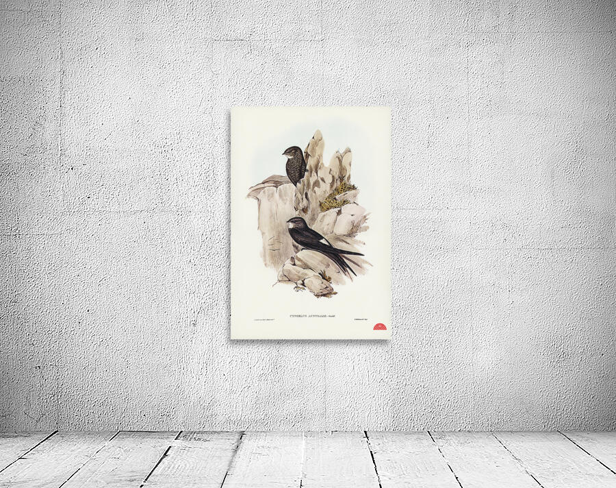 Australian Swift Cypselus Australis illustrated by Elizabeth Gould 1804–1841 for John Gould’s 1804-1881 Birds of Australia  Wall Preview