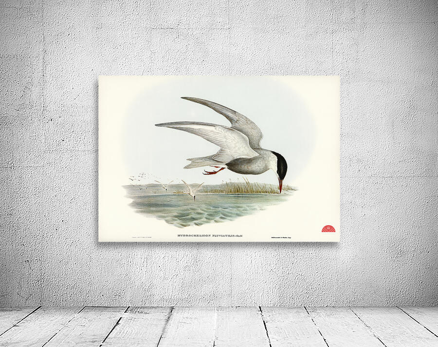 Marsh Tern Hydrochelidon fluviatilis illustrated by Elizabeth Gould 1804–1841 for John Gould’s 1804-1881 Birds of Australia  Wall Preview