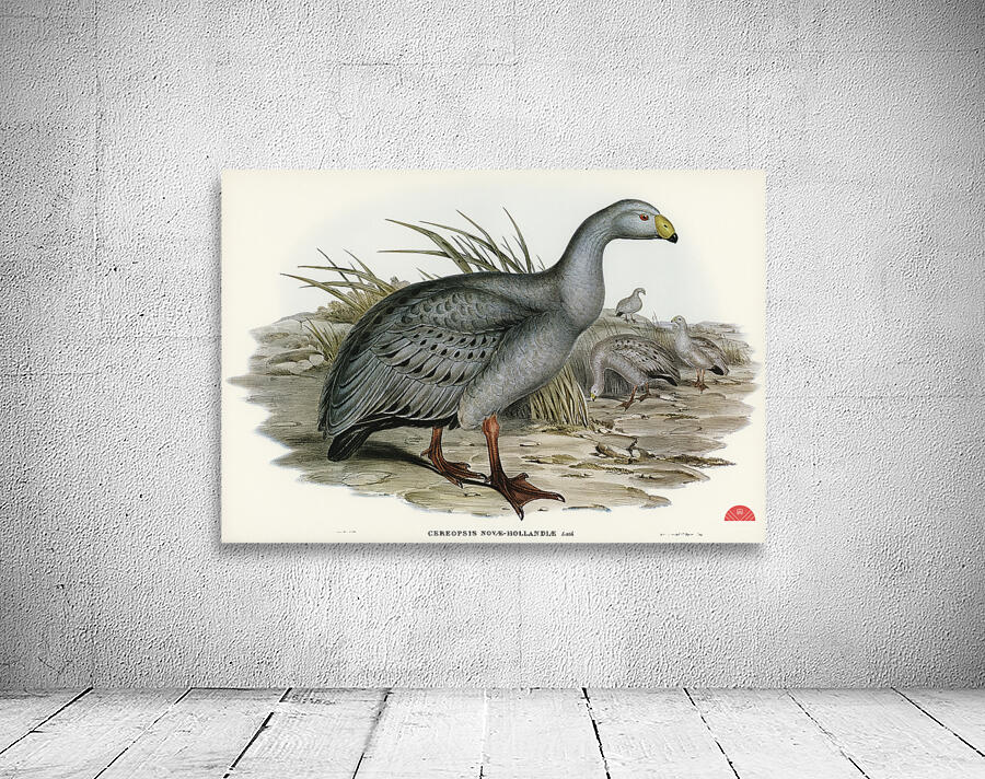 Cereopsis Goose Cereopsis Novae-Hollandiae illustrated by Elizabeth Gould 1804–1841 for John Gould’s 1804-1881 Birds of Australia  Wall Preview