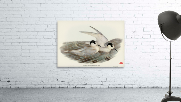 Black-billed Tern Sterna melanorhyncha illustrated by Elizabeth Gould 1804–1841 for John Gould’s 1804-1881 Birds of Australia  Wall Preview