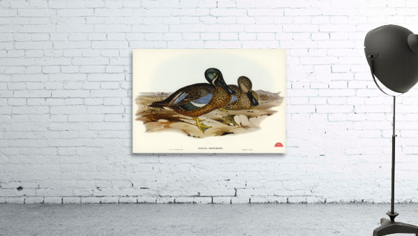 Australian Shoveller Spatula Rhynchotis illustrated by Elizabeth Gould 1804–1841 for John Gould’s 1804-1881 Birds of Australia  Wall Preview