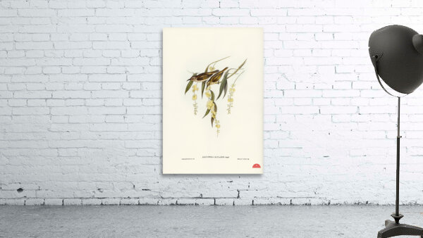 Brown Honey-eater Glyciphila ocularis illustrated by Elizabeth Gould 1804–1841 for John Gould’s 1804-1881 Birds of Australia  Wall Preview