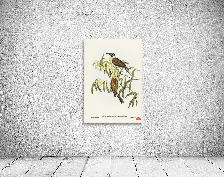 Yellow-throated Friar Bird Tropidorhynchus citreogularis illustrated by Elizabeth Gould 1804–1841 for John Gould’s 1804-1881 Birds of Australia  Wall Preview