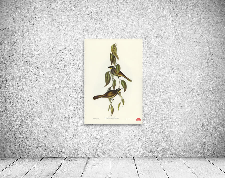 Yellow-throated Honey-eater Ptilotis flavigula illustrated by Elizabeth Gould 1804–1841 for John Gould’s 1804-1881 Birds of Australia  Wall Preview