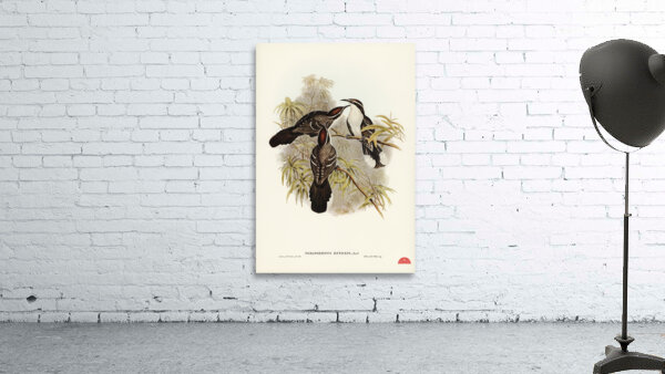 Chestnut-crowned Pomatorhinus Pomatorhinus ruficeps illustrated by Elizabeth Gould 1804–1841 for John Gould’s 1804-1881 Birds of Australia  Wall Preview