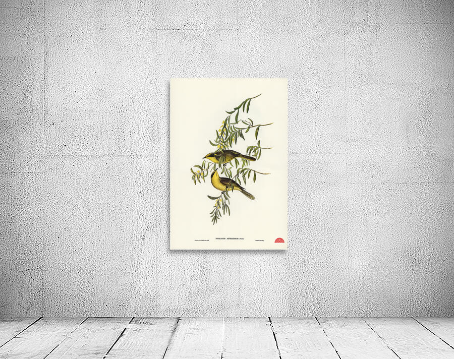 Yellow-tufted Honey-eater Ptilotis auricomis illustrated by Elizabeth Gould 1804–1841 for John Gould’s 1804-1881 Birds of Australia  Wall Preview