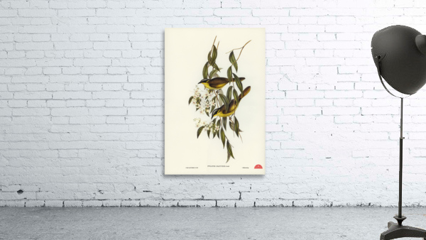 Wattle-cheeked Honey-eater Ptilotis cratitius illustrated by Elizabeth Gould 1804–1841 for John Gould’s 1804-1881 Birds of Australia  Wall Preview