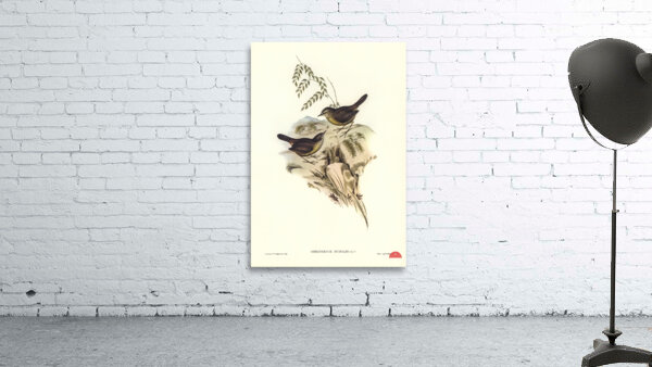 Sombre-coloured Sericornis Sericornis humilis illustrated by Elizabeth Gould 1804–1841 for John Gould’s 1804-1881 Birds of Australia  Wall Preview