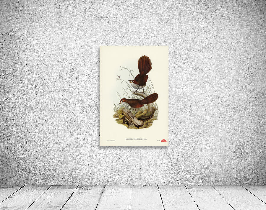 Rufous-headed Bristle-Bird Sphenura Broadbenti illustrated by Elizabeth Gould 1804–1841 for John Gould’s 1804-1881 Birds of Australia  Wall Preview