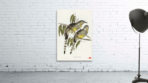 Graeat Wattled Honey-eater Anthochaera inauris illustrated by Elizabeth Gould 1804–1841 for John Gould’s 1804-1881 Birds of Australia  Wall Preview